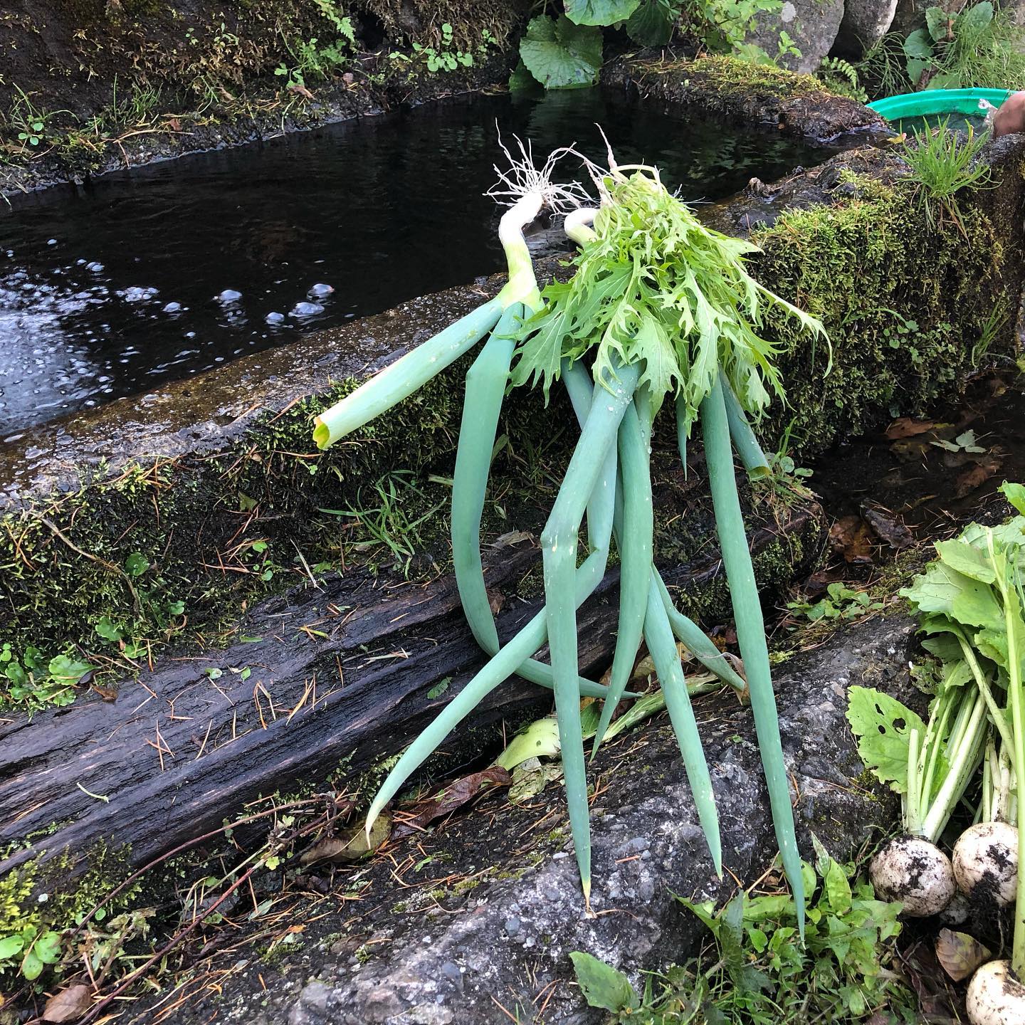2015年以来のキャンプ場🏕 途中道を尋ねた近所のおかあさんが趣味で育ててるという野菜を もってきな!と。沢山頂いた。湧き水で洗って…。今日はカブと水菜を使って持参トマトでサラダ。このカブが、甘くてサクっとしてて、驚くほど美味しかった。ホントの採れたて野菜ってこんなに美味しいんだ!と実感。焚き火は、薪が…来る途中薪屋で買ったんだけど…不発。。。期待はずれ。 #採れたて野菜 #カブ #ありがとうございました #美味しかったー #日光市 #キャンプ #nikko #japan #camp