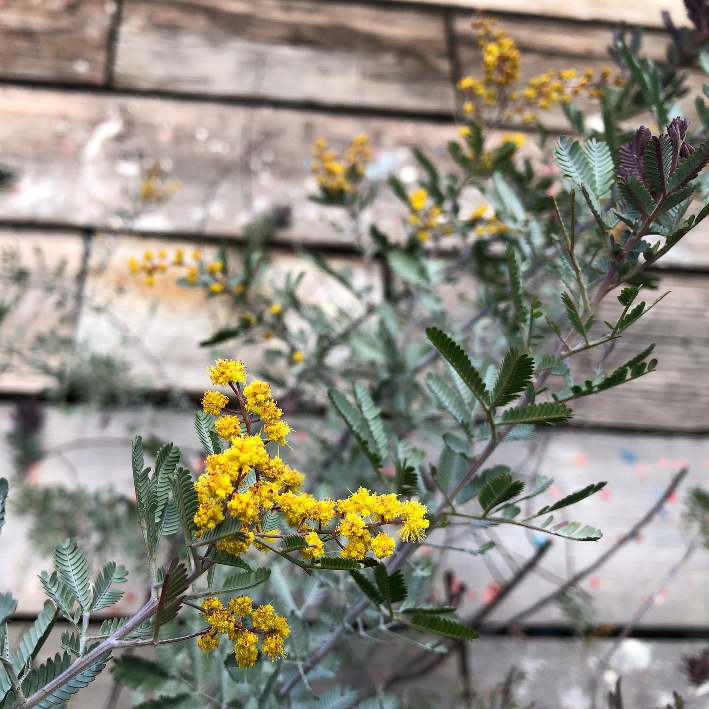 渋滞もなくスーッと帰宅、庭点検。ご近所さんに聞いたところ、風は強かったらしいけど、キャンプ場ほどでは無かったみたい。鉢の落下もなく植物達は無事だった。良かった良かった #gardening #花好きな人と繋がりたい #アカシア #雪柳 #favv_flowers #ig_garden #nature #plantlove #plant #botanical #instagardeners #nofilter #instagood #ponyfony_flowers #fleur #flowerpower #flowerlovers #ip_blossoms #hppyflwrs #instaflower #floweroftheday #acacia #spiraea