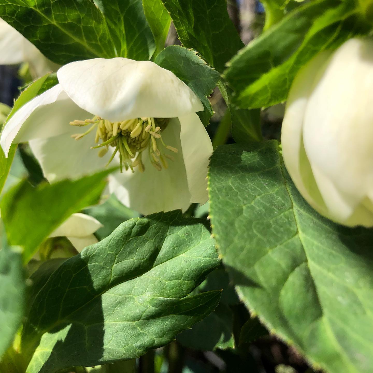 花日和ですね。#クリスマスローズ #ガーデニング #花好きな人と繋がりたい #gardening #favv_flowers #ig_garden #nature #plantlove #plant #botanical #instagardeners #nofilter #instagood #ponyfony_flowers #fleur #flowerpower #flowerlovers #ip_blossoms #hppyflwrs #instaflower #floweroftheday #helleborus #hellebores