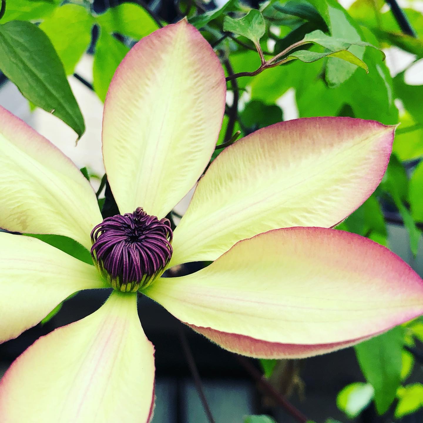 クレマチス フォンドメモリーズ。なのに色がちょっと変わっちゃった。前にアップしたやつだけかと思いきや…ま、これはこれで可愛いけど。土のせいかな。#花好きな人と繋がりたい #クレマチス #ガーデニング #clematis #fondmemories #stayhome #staycalm #gardening #wfh #favv_flowers #ig_garden #nature #plantlove #plant #botanical #instagardeners #instagood #fleur #flowerpower #flowerlovers #ip_blossoms #hppyflwrs #instaflower #floweroftheday