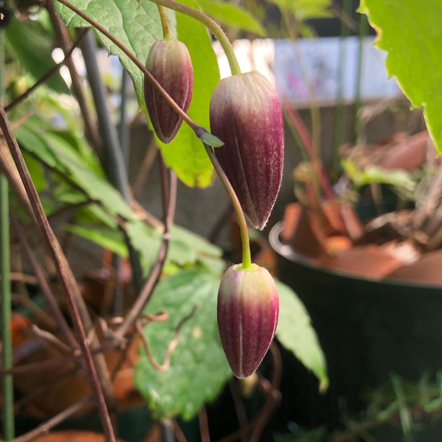 風が強いけど、外にいるとやっぱり気分がいい。さほど普段と変わらない週末、もう少しの花たちを。#stayhome #stayclam #clematis #roses #gardening #favv_flowers #ig_garden #nature #plantlove #plant #botanical #instagardeners #nofilter #instagood #ponyfony_flowers #fleur #flowerpower #flowerlovers #ip_blossoms #hppyflwrs #instaflower #floweroftheday #花のある暮らし #花好きな人と繋がりたい #クレマチス #バラ