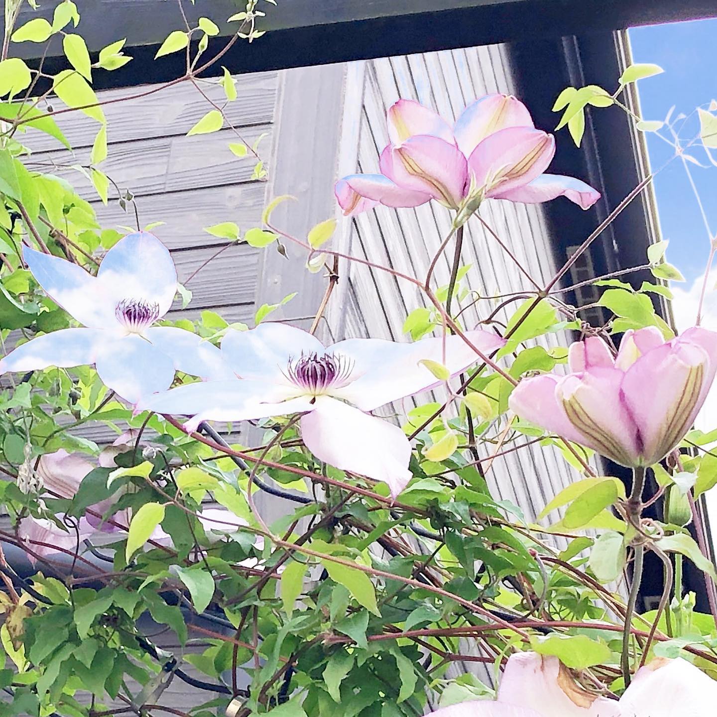 まいにちまいにち…よく飽きないなと、🧐自分でも思ってしまう。フォンドメモリーズ、いい具合になってきた。右下は蕾の頭を喰われてしまった子ですが、かわいく咲きました。そして、もう少しすればバラ祭り。画像はなんか白くとんじゃいましたね…まぁ眩しかったので仕方なし。#庭いじり #クレマチス #フォンドメモリーズ #花好きな人と繋がりたい #花のある暮らし #gardening #favv_flowers #ig_garden #nature #plantlove #botanical #instagardeners #instagood #fleur #flowerpower #flowerlovers #ip_blossoms #hppyflwrs #instaflower #floweroftheday #stayhome #staycalm