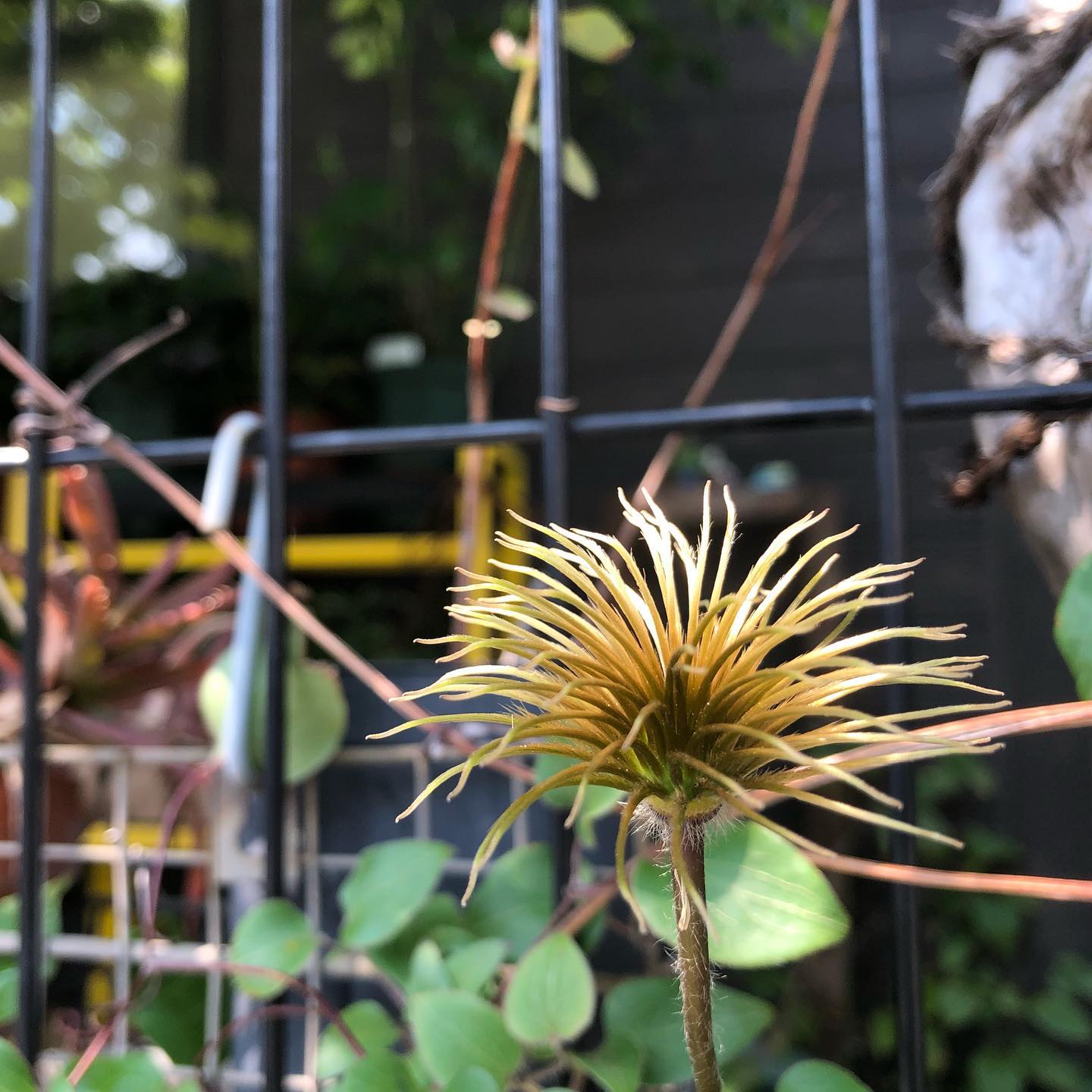 クレマチス 月宮殿の第一弾のあと。この姿も好きです。金色に輝いてます。#clematis #gardening #favv_flowers #ig_garden #nature #plantlove #plant #botanical #instagardeners #nofilter #instagood #ponyfony_flowers #fleur #flowerpower #flowerlovers #ip_blossoms #hppyflwrs #instaflower #floweroftheday #クレマチス #月宮殿 #花のある暮らし