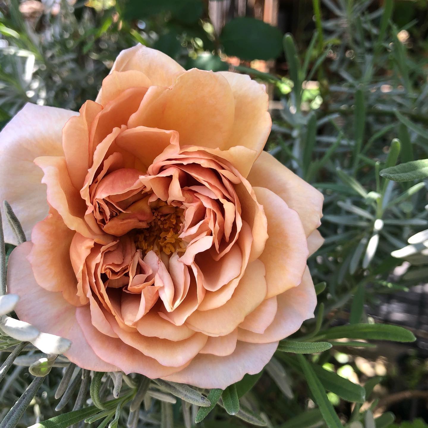 やっと、やっと!“カフェオレ”と言う名前らしい花が咲いてくれました。二枚目が去年の姿。シブくて素敵です。🤎The name is café au lait. #rosestagram #cafeaulait #gardening #favv_flowers #ig_garden #nature #plantlove #plant #botanical #instagardeners #nofilter #instagood #ponyfony_flowers #fleur #flowerpower #flowerlovers #ip_blossoms #hppyflwrs #instaflower #floweroftheday #tgifridays #花のある暮らし #カフェオレ #ばら #花好きな人と繋がりたい