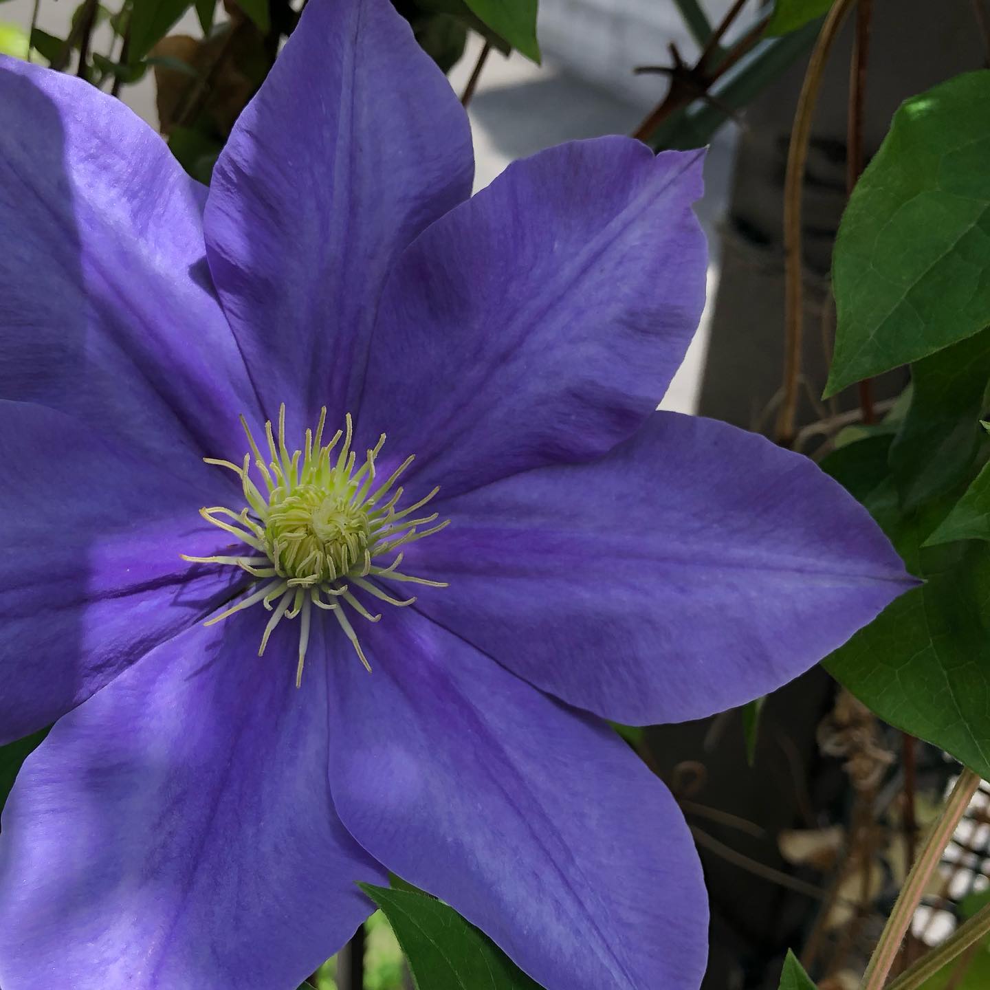 ここ数年花付きが良くなかった藤娘さん。今年は違う!#クレマチス #藤娘 #花好きな人と繋がりたい #花のある暮らし #clematis #gardening #favv_flowers #ig_garden #bloom #nature #plantlove #plant #botanical #instagardeners #nofilter #instagood #fleur #flowerpower #flowerlovers #ip_blossoms #hppyflwrs #instaflower #floweroftheday #wfh