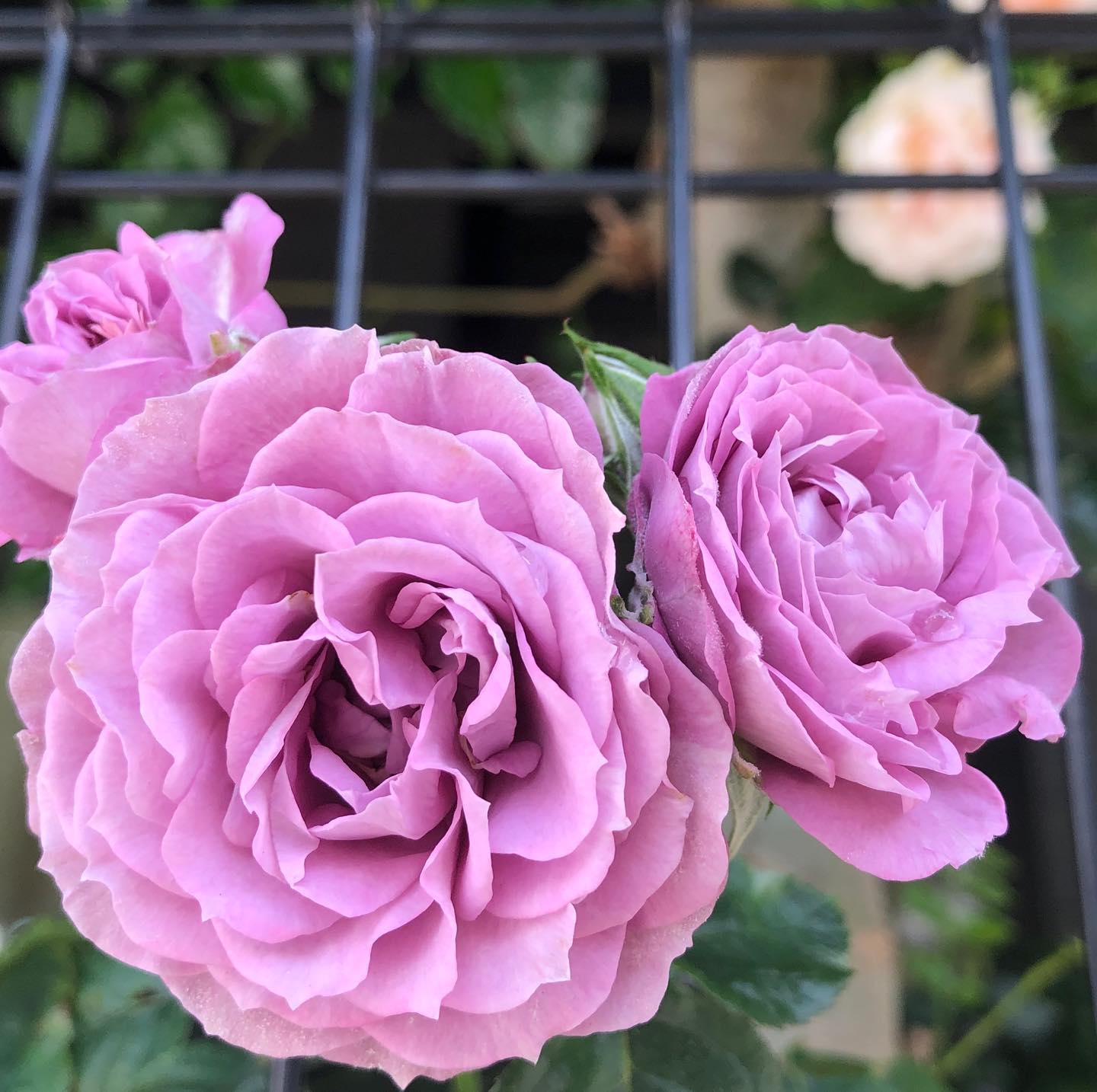晴れただけで嬉しいレイニーブルーは雨でだいぶ花が散ってしまったけど、こちらは元気。#晴れ #バラ #花好きな人と繋がりたい #はなまっぷ #花のある暮らし #gardening #favv_flowers #rosestagram #ig_garden #plantlove #plant #botanical #instagardeners #instagood #fleur #flowerpower #flowerlovers #ip_blossoms #hppyflwrs #instaflower #floweroftheday