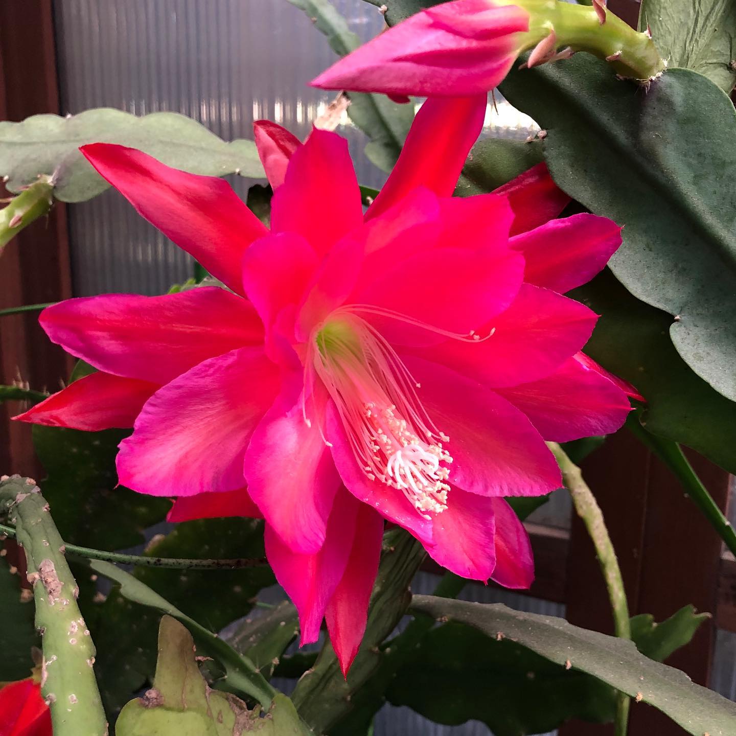 第一号開花️あ〜、降ってきた️ #クジャクサボテン #花のある暮らし #花好きな人と繋がりたい #epiphyllum #bloom #gardening #favv_flowers #ig_garden #nature #plantlove #plant #botanical #instagardeners #nofilter #instagood #fleur #flowerpower #flowerlovers #ip_blossoms #hppyflwrs #instaflower #floweroftheday #verandagarden