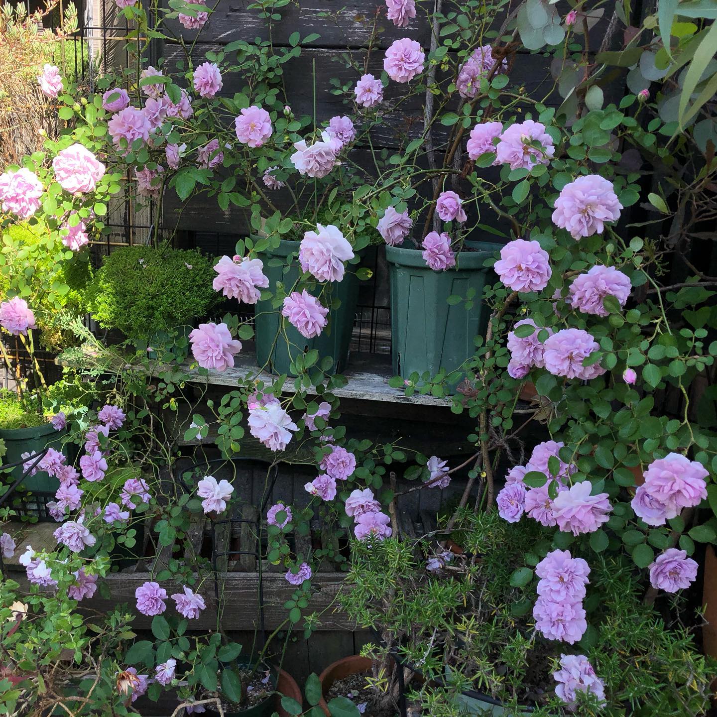 “レイニーブルー祭り”になりました 朝撮りのため一部日陰… #rosestagram #roses #rainyblue #gardening #favv_flowers #ig_garden #nature #plantlove #plant #botanical #instagardeners #instagood #fleur #flowerpower #flowerlovers #ip_blossoms #hppyflwrs #instaflower #floweroftheday #レイニーブルー #ばら #花のある暮らし #花好きな人と繋がりたい