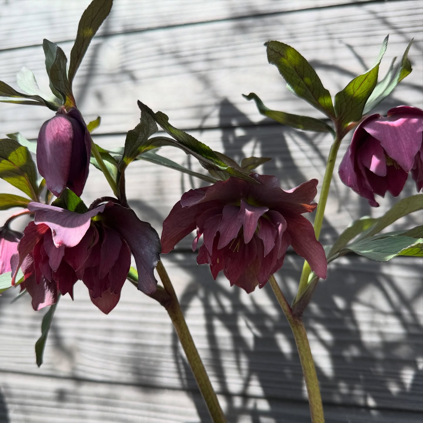 フリルな八重系ほかクリスマスローズが沢山咲きました今日はあたたかいな〜。 #hellebores #helleborus #クリスマスローズ
