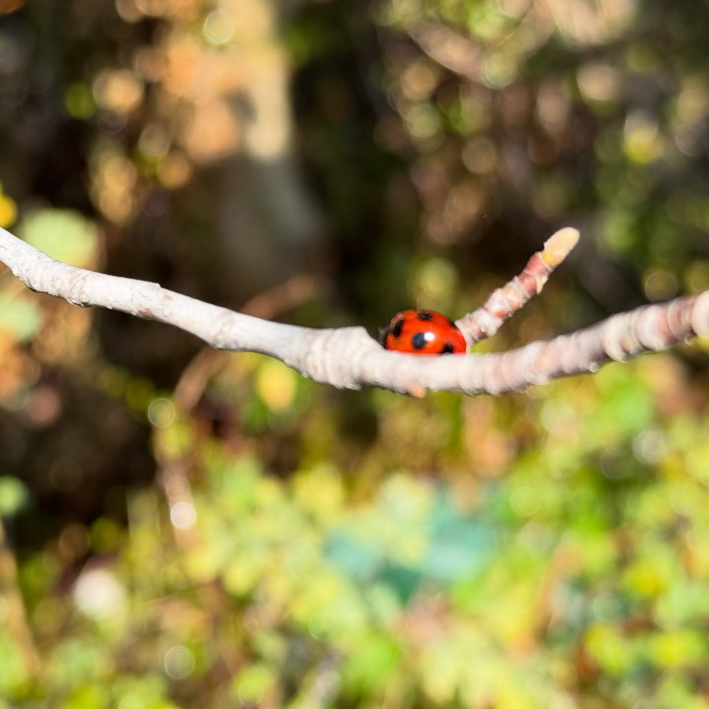 ぽかぽか。水やりしてたら、紫木蓮の木になな星てんとう虫がいた。いいことあるかな！#てんとう虫