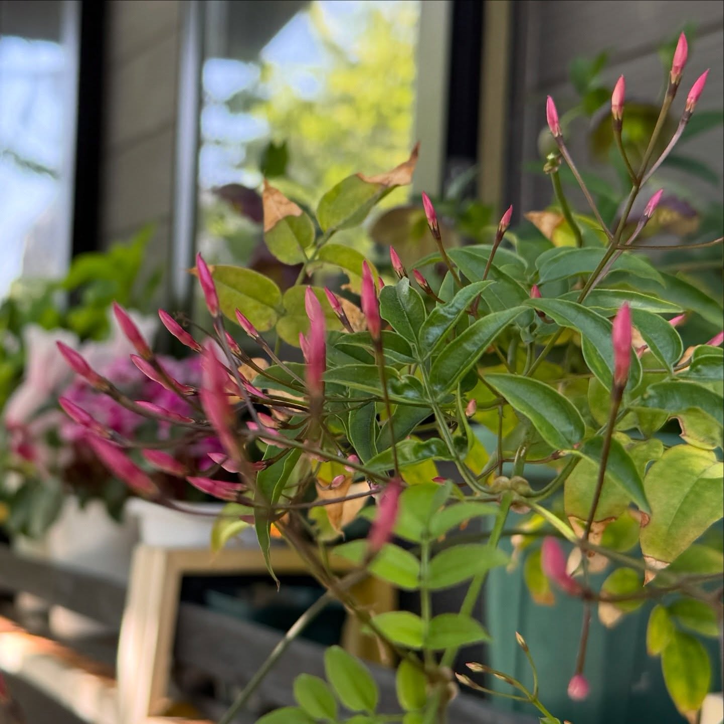 ポカポカどころではなく、暑いですね。夏日️朝から洗濯︎掃除︎花がら摘みと咲き終わりのクリスマスローズカット。色褪せた感じもイイもう少ししたら、ハゴロモジャスミンが咲きそう。今日はもうやめておこ、疲れた（笑）