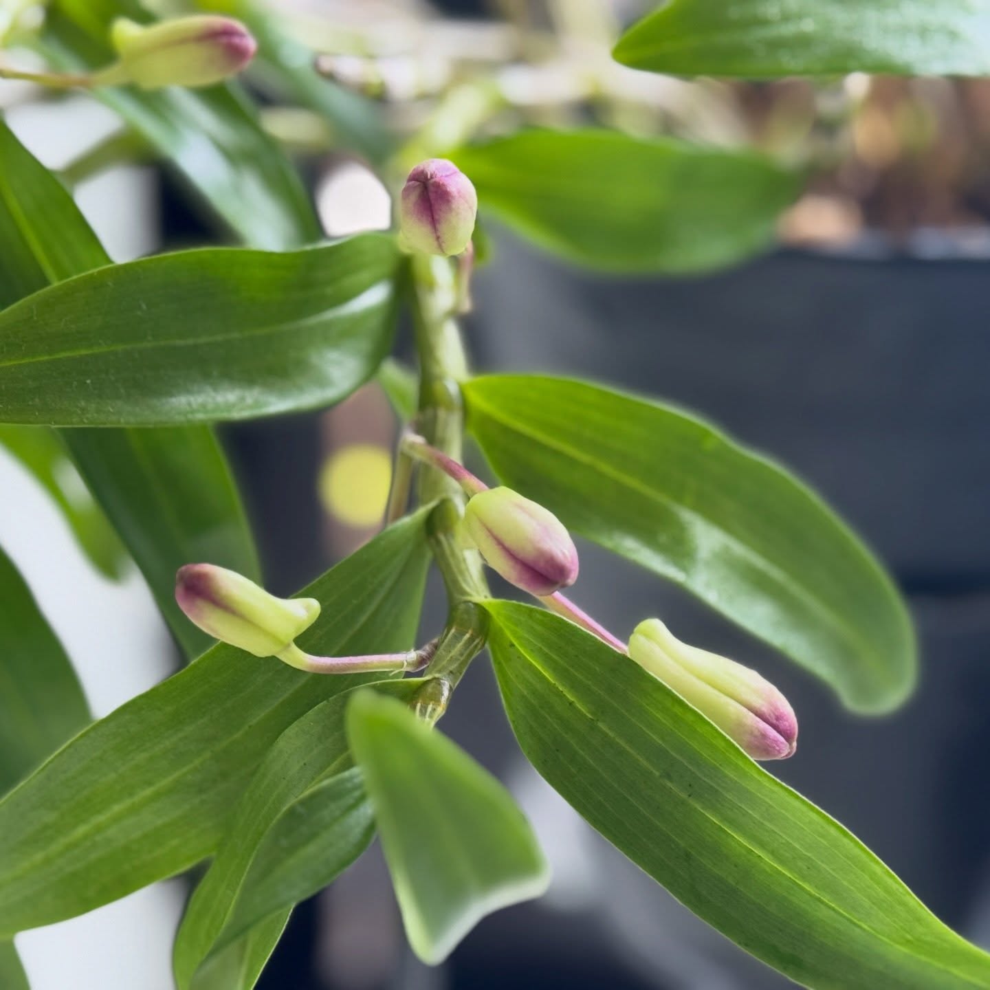 お風呂栽培のデンドロビウムが今年も太陽光だと綺麗に撮れる！ #お風呂栽培 #デンドロビウム #dendrobium