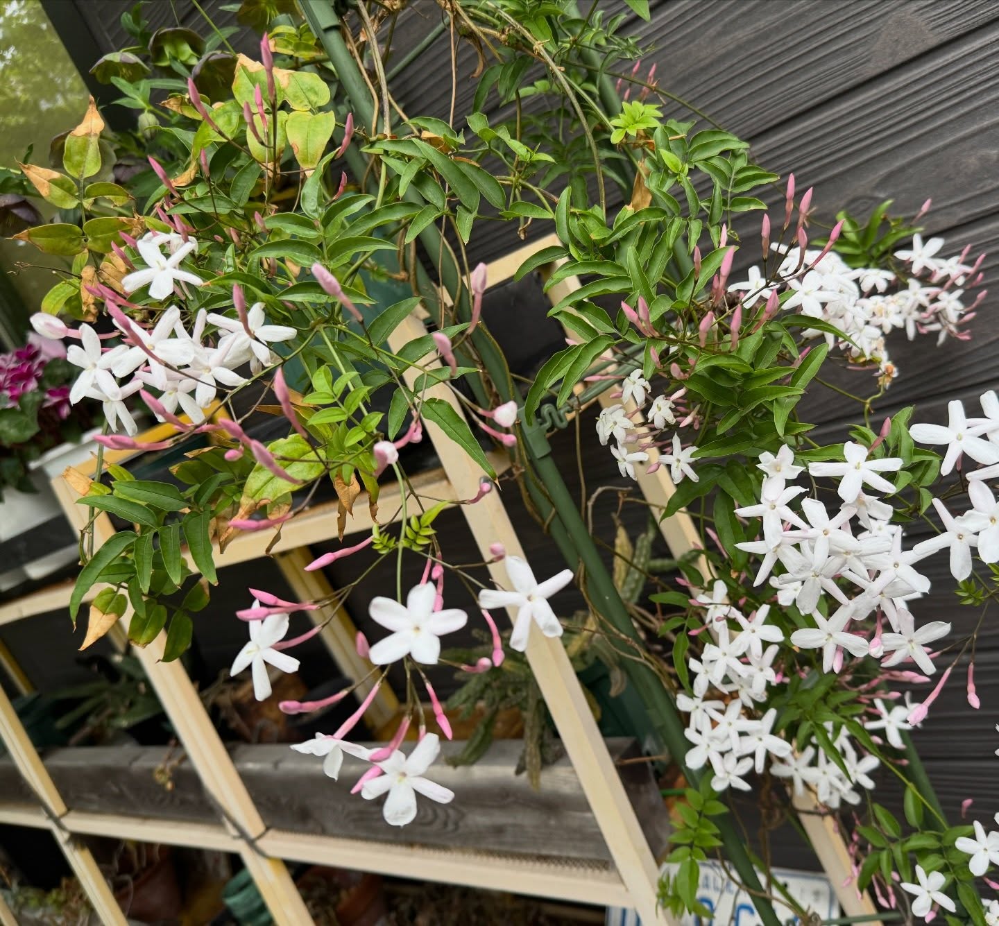 ハゴロモジャスミン、咲きました♡今年は花付きが悪かったけど、甘い香りは強いかも。 #ハゴロモジャスミン #PinkJasmine #floweroftheday