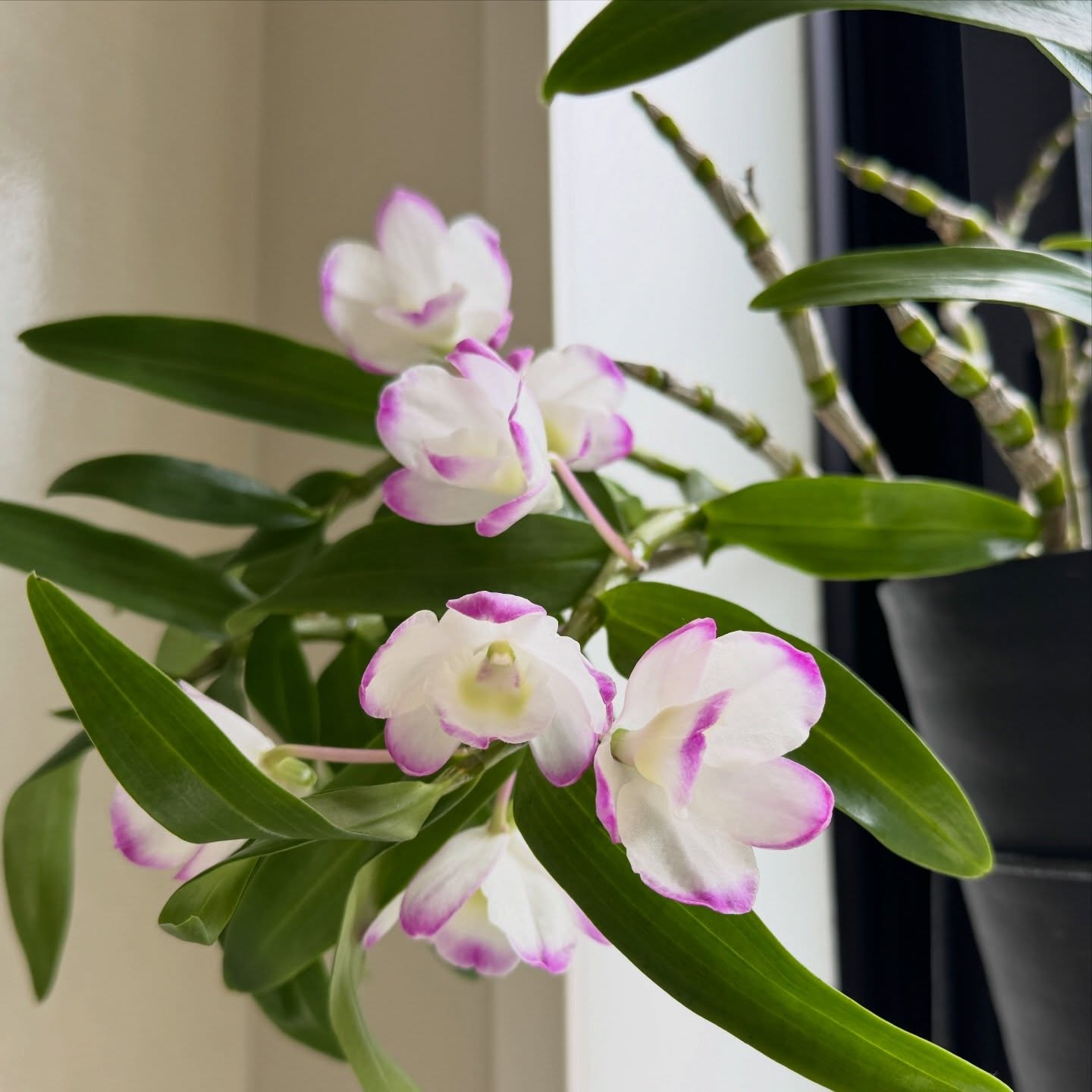 お風呂栽培デンドロビウム無事咲きました🤍🩷 #ofuro #dendrobium #お風呂栽培