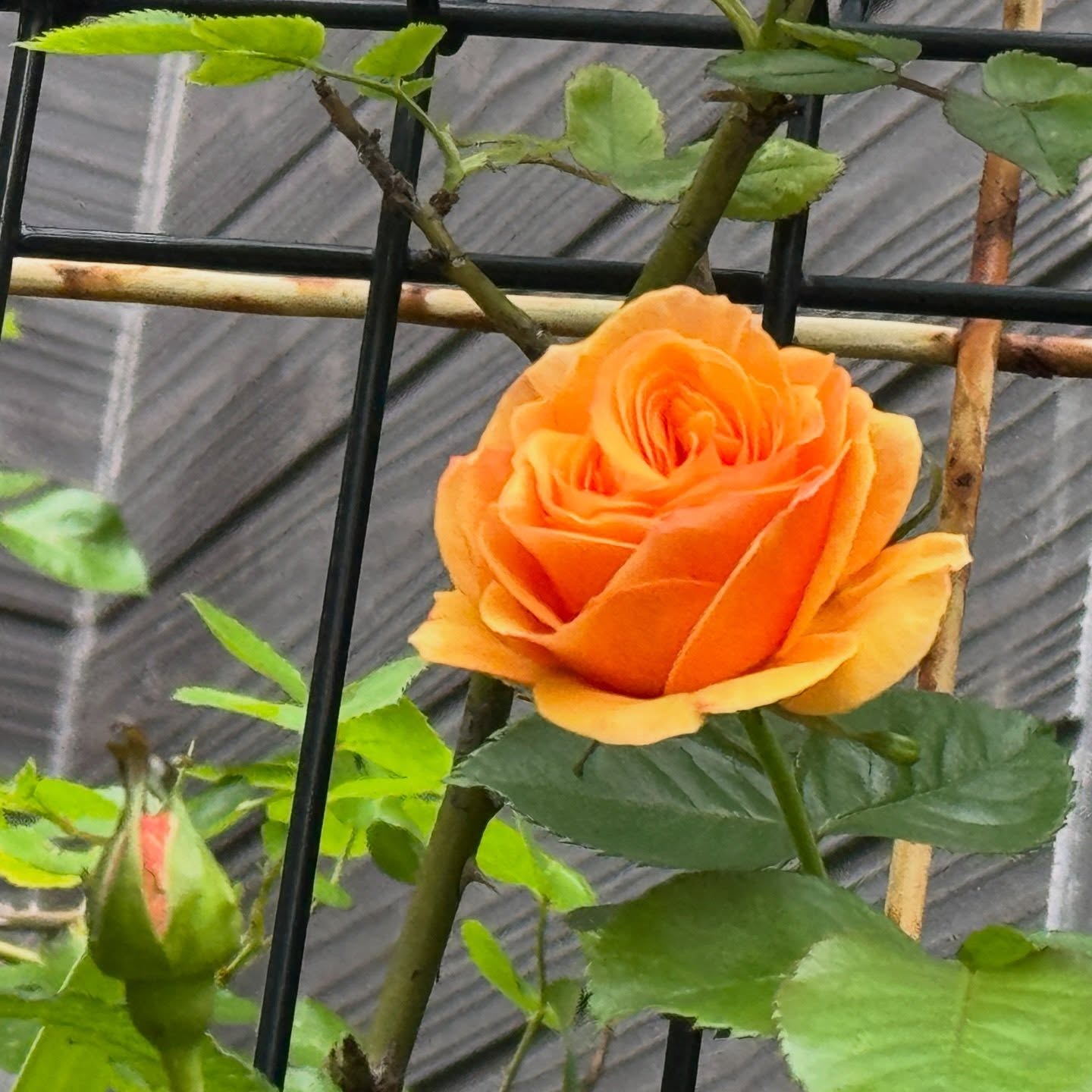 少しずつ咲いてきたこの一週間でかなり咲きそうでも雨も多いな…残念。 #猫の額ほどの庭 #バラ #roses