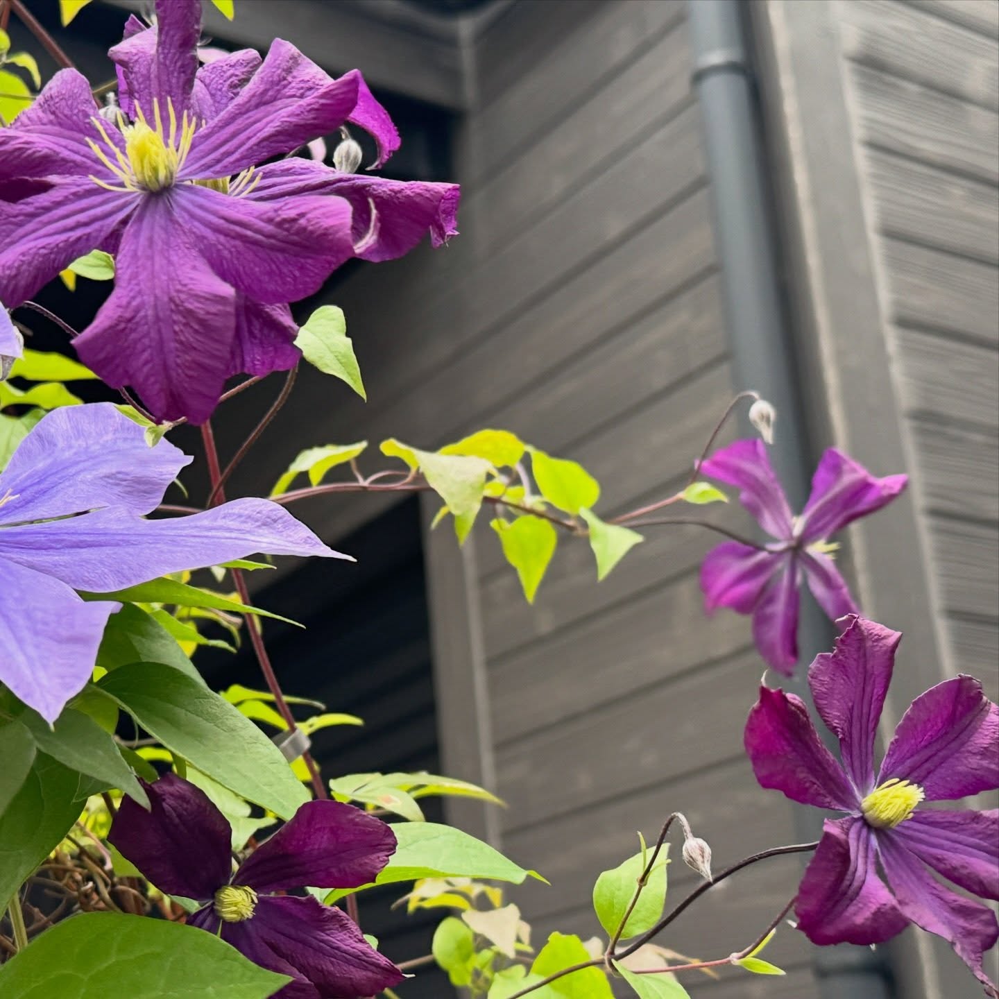 バラに続いてクレマチスも咲いてきました次は紫陽花かなー。 #clematis #roses #floweroftheday