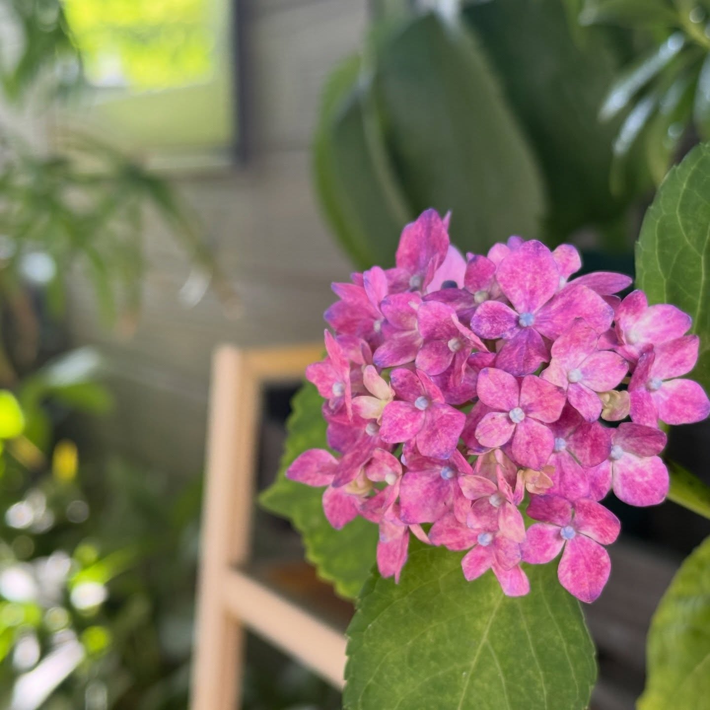ゆっくりな週末、紫陽花きましたそして先日の鎌倉日帰り旅行で買った”大仏靴下”、やっと履いた